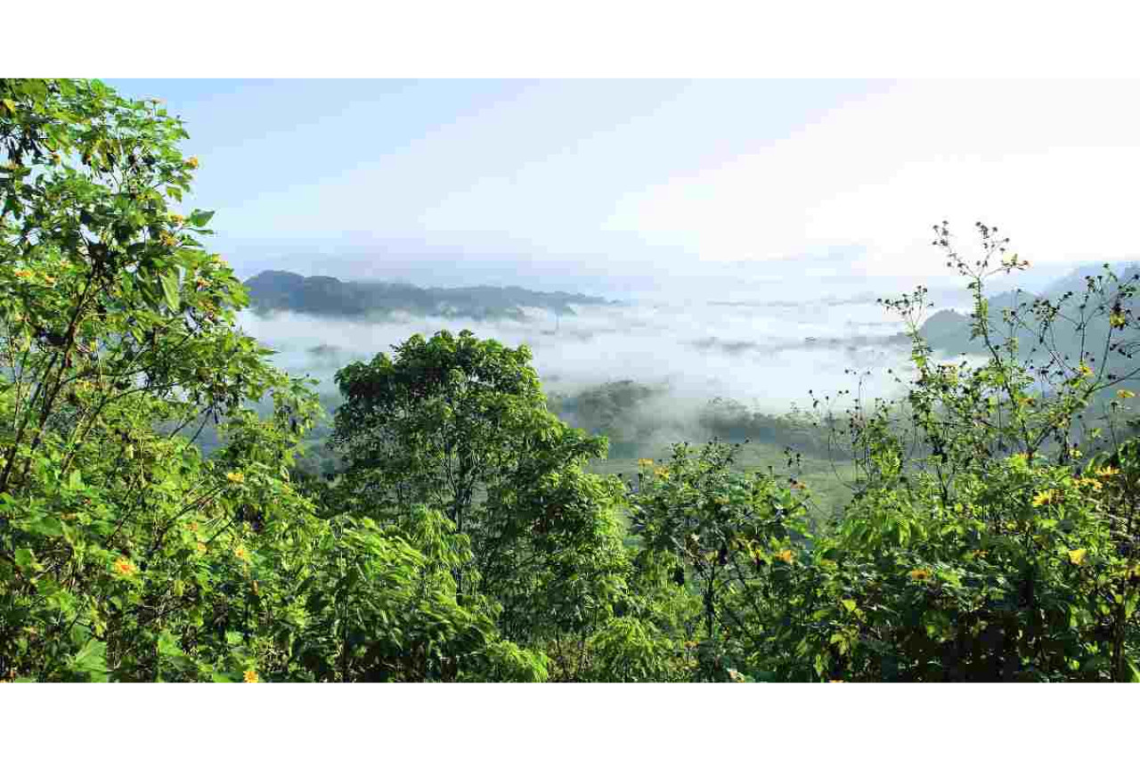 05 Gli indigeni salvano la foresta brasiliana