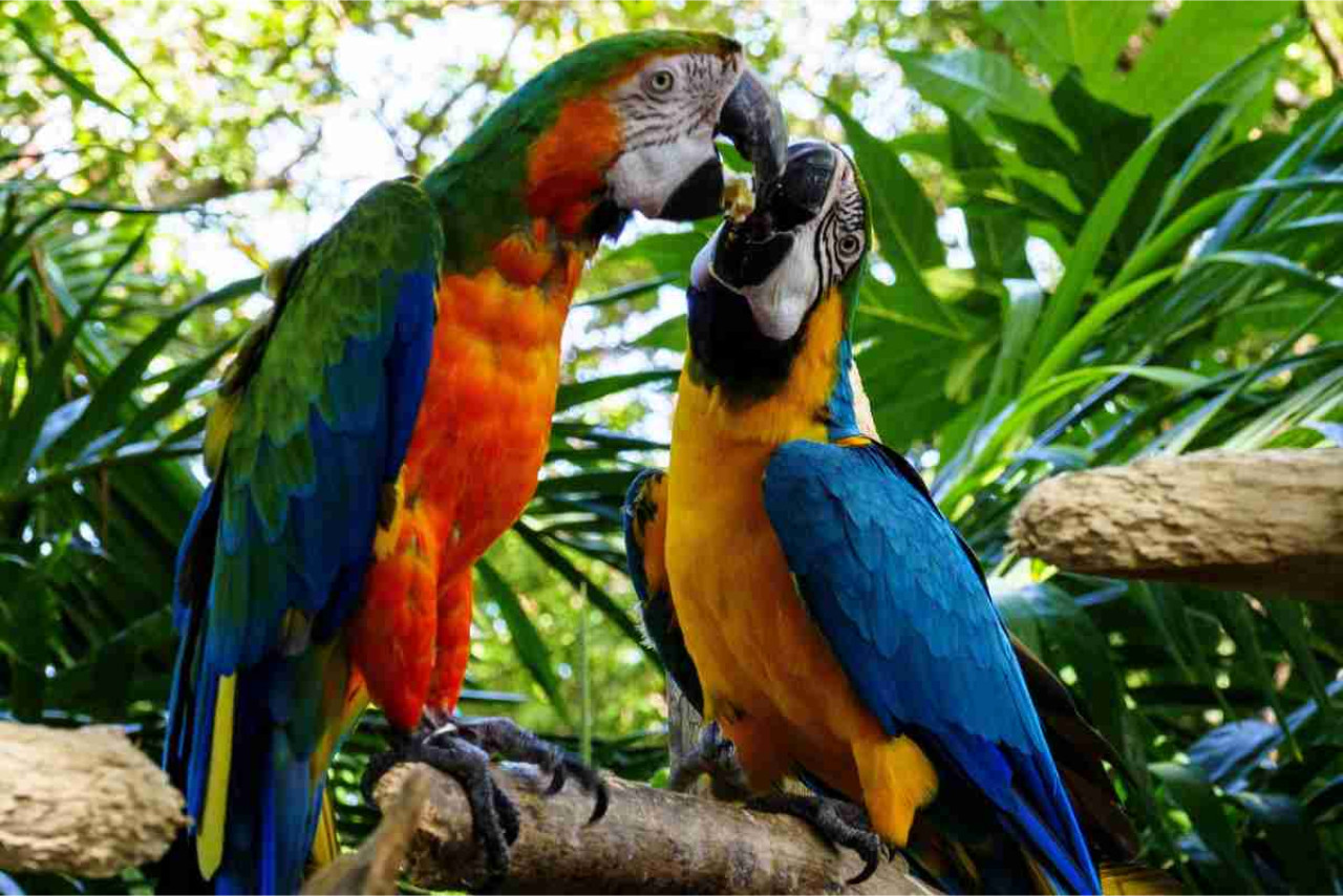 06 Svolta ambientale: birdwatching in Colombia