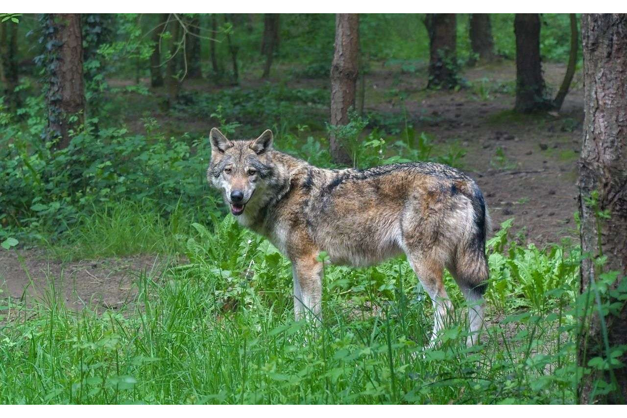 Gli animali selvatici sono entrati in città 10 Gli animali selvatici sono entrati in città